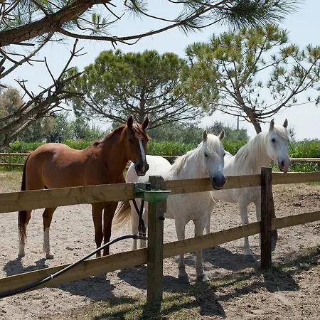 Mas Lou Caloun - D'hote Face A La Piscine En Camargue - Les Maries De La